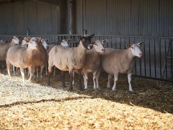 Brebis à la bergerie de la Ferme de Grignon 
