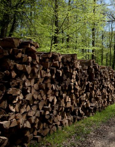 Photographie de stères de bois alignés au bord d'un chemin
