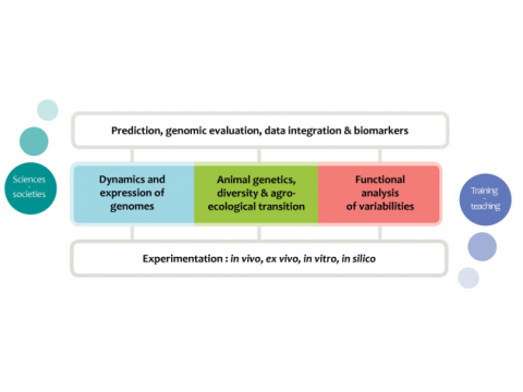 Gabi - Research fields