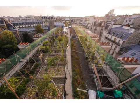Photographie du jardin expérimental sur le toit d’AgroParisTech