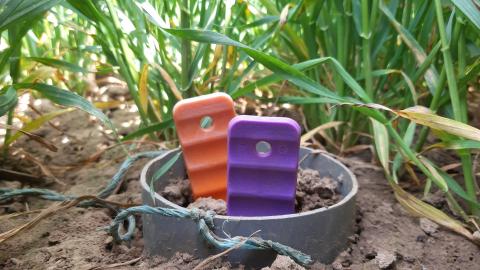 Les sondes PRS sont des membranes fixatrices d'ions dans la solution du sol. Elles permettent de connaître la disponibilité des nutriments pour la culture sur un pas de temps donné.