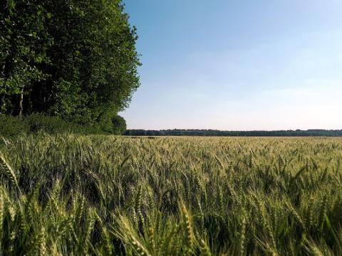 Champ - Ferme de Grignon 