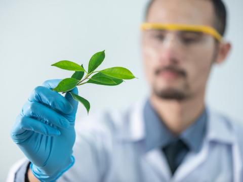 Jeune chercheur analyse jeune pousse en laboratoire 