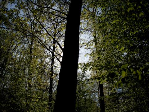 Photographie d'un tronc de la Forêt de Brin en contre jour 