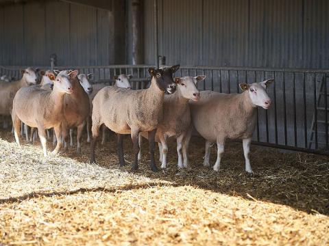Brebis à la bergerie de la Ferme de Grignon 