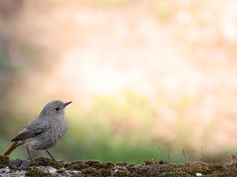 petit oiseau en forêt 