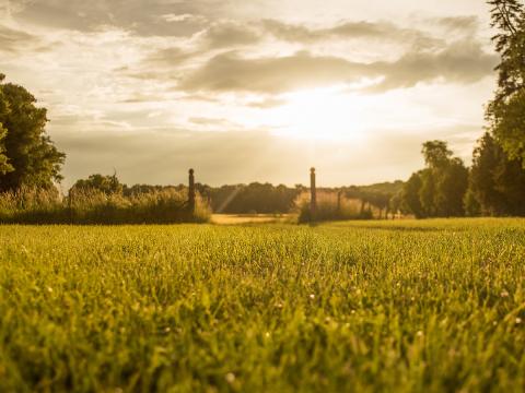 champ de blé face au coucher du soleil 