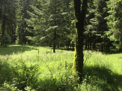 Un arbre dans une forêt